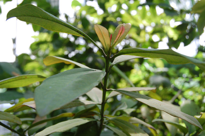 Piment de la Jamaïque