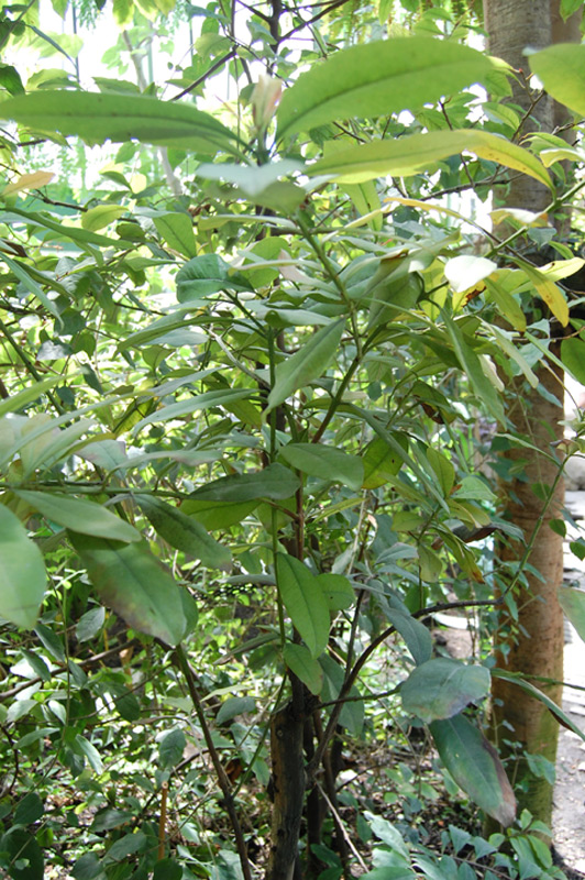 Piment de la Jamaïque