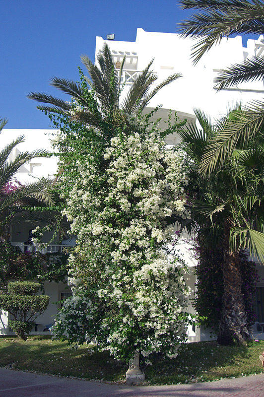 Bougainvillier blanc