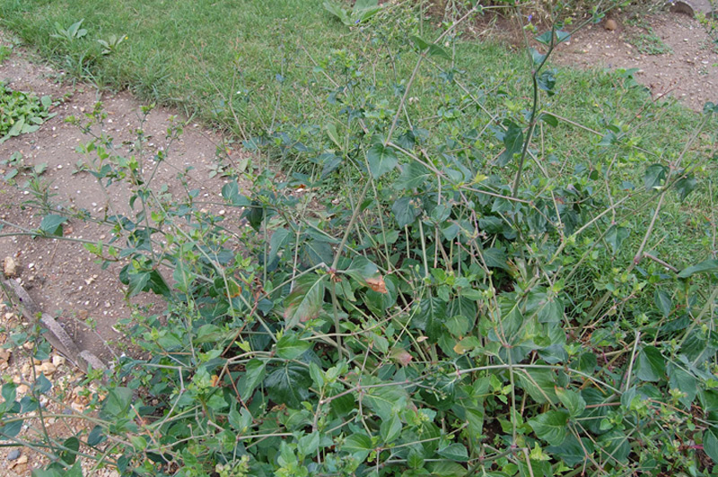 Oxybaphus nyctagineus