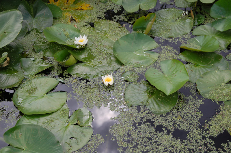 Nénuphar blanc