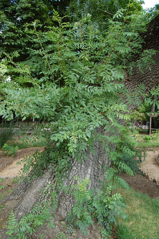 Frêne à feuilles étroites