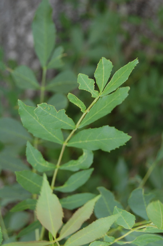 Frêne à feuilles étroites