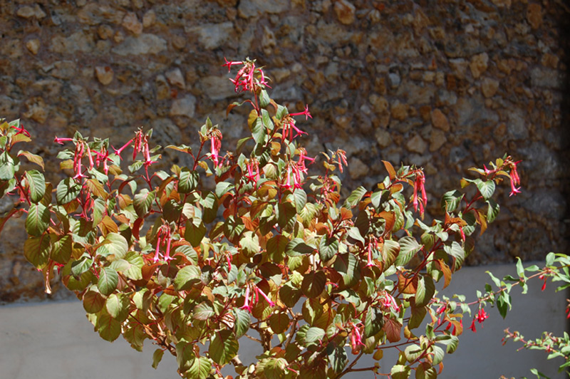 Fuchsia 'Catharina'