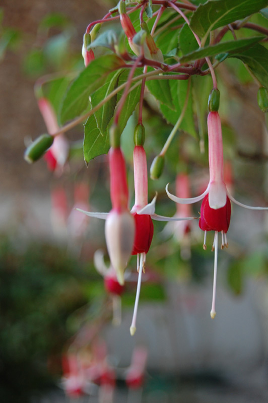 Fuchsia 'Checkerboard'