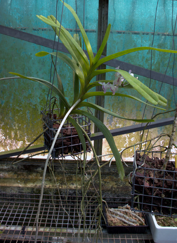 Aerides falcata 'Leoniae'