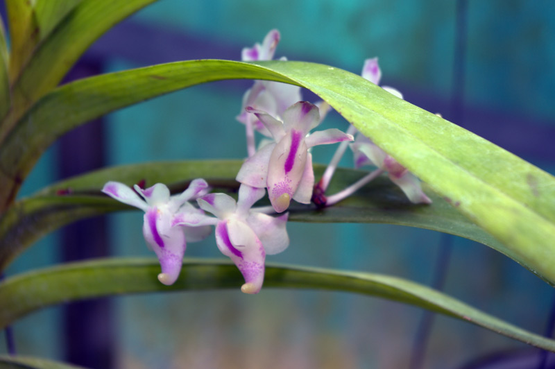 Aerides falcata 'Leoniae'