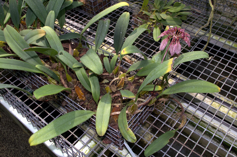 Bulbophyllum eberhardtii