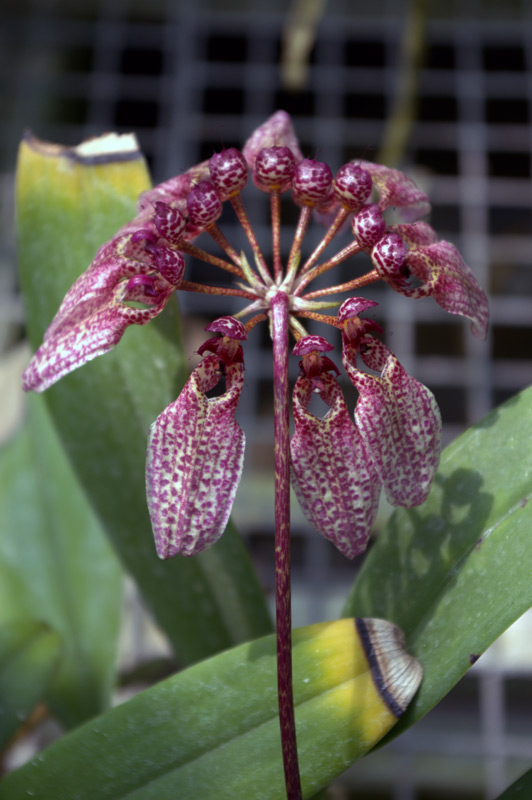 Bulbophyllum eberhardtii