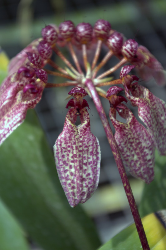 Bulbophyllum eberhardtii