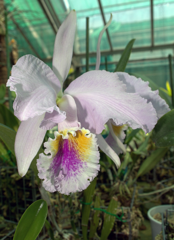 Cattleya 'Sangre de Toro'