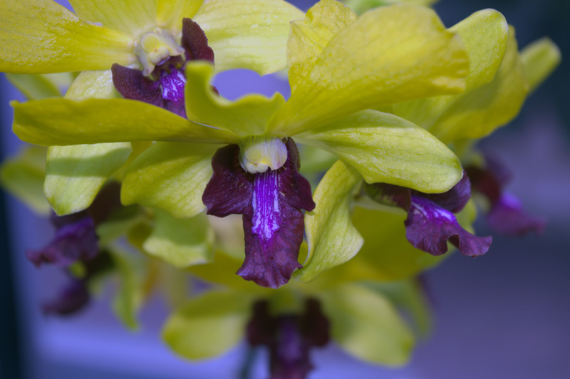 Dendrobium 'Anna Green'
