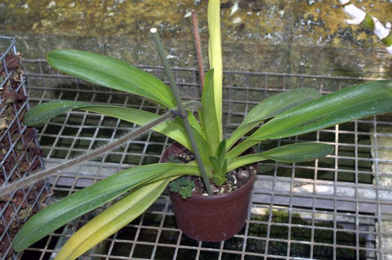Paphiopedilum 'Hayn'