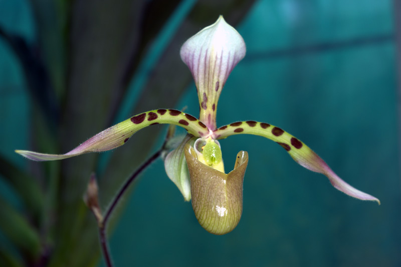 Paphiopedilum 'Hayn'