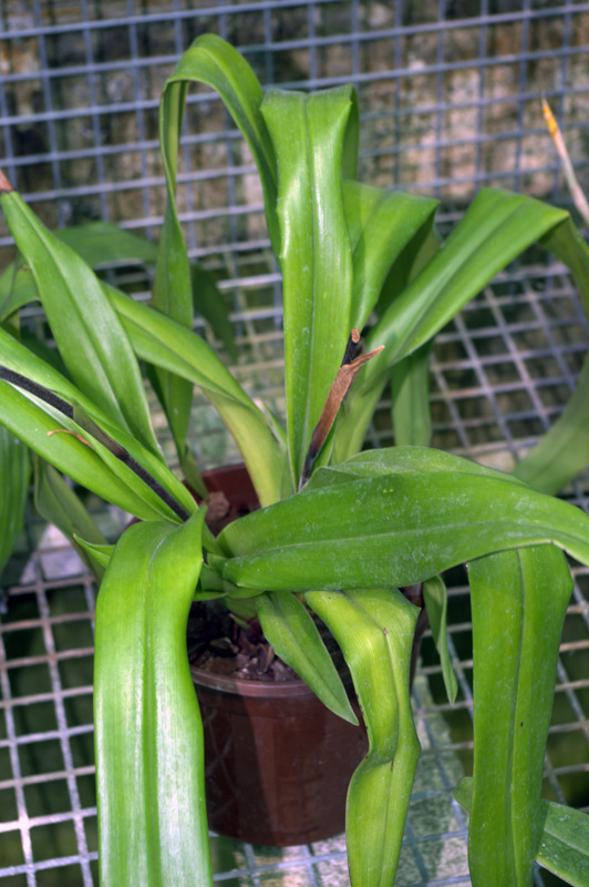Phragmipedium Sedenii