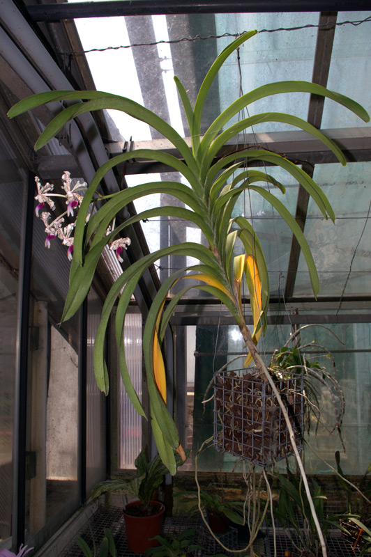 Vanda tricolor var suavis