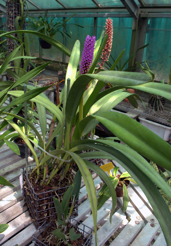 Arpophyllum giganteum