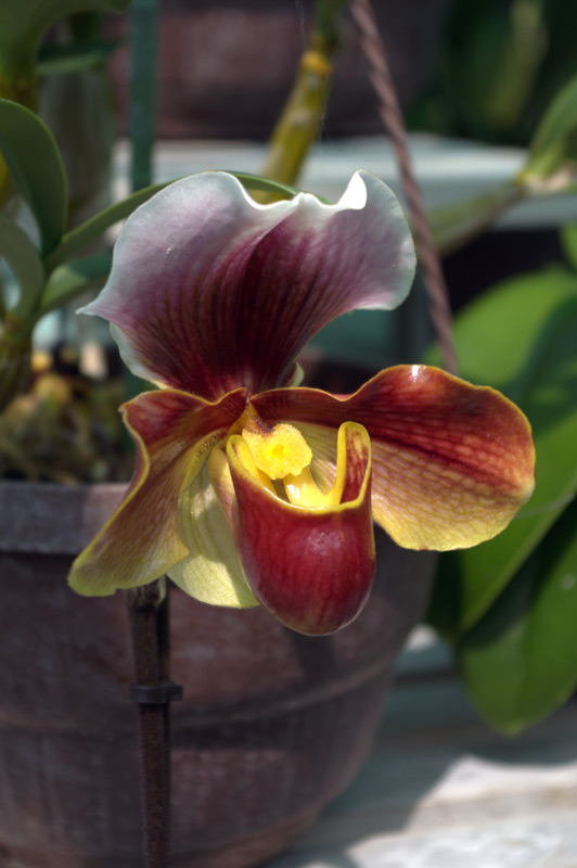 Paphiopedilum amerika