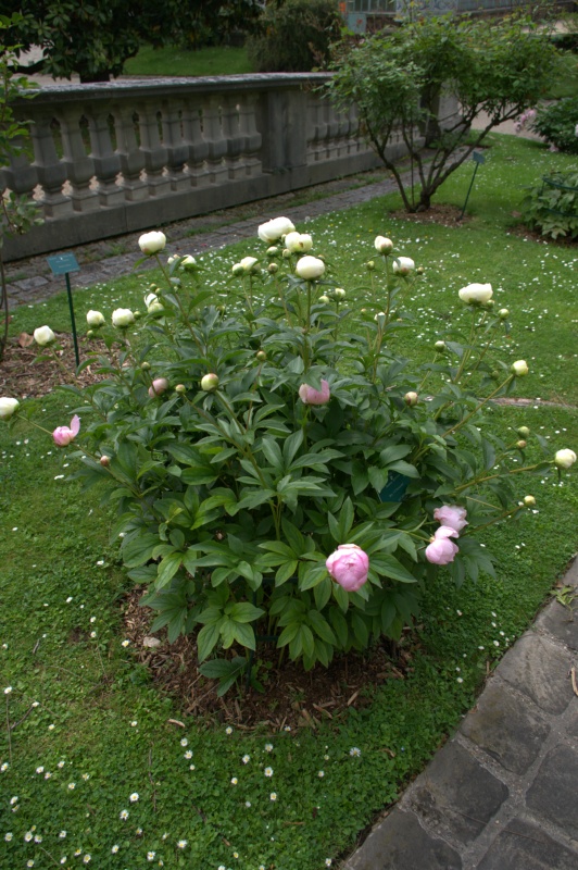 Pivoine 'Mrs F.D. Roosevelt'