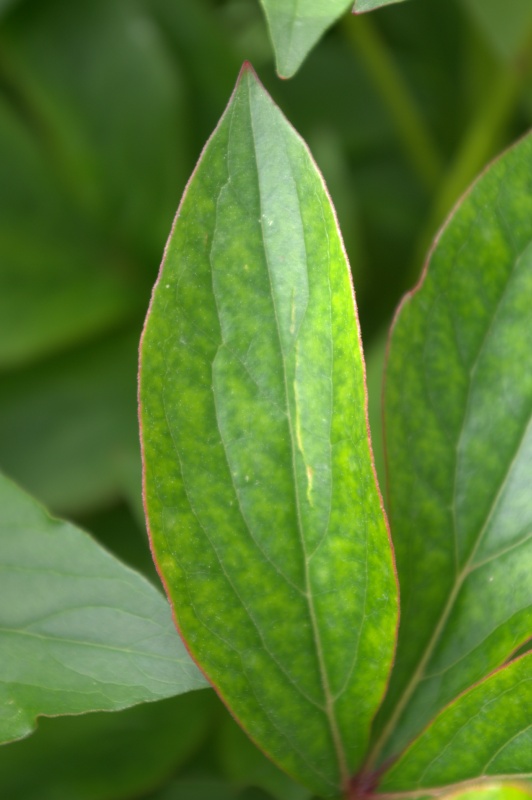 Pivoine 'Mrs F.D. Roosevelt'