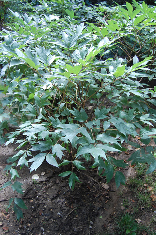 Pivoine 'Shima Nishiki'