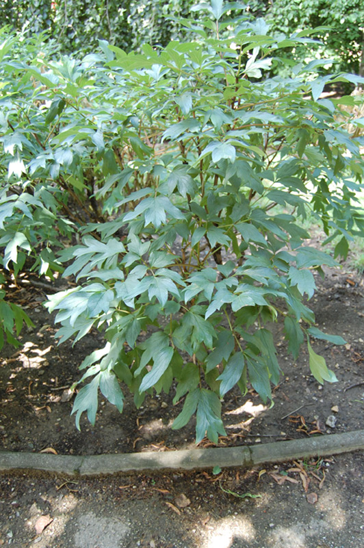 Pivoine 'Yatska Jishi'