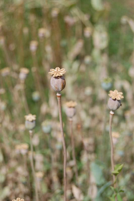 Pavot à opium